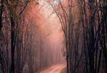 泰山一人被视为比王钰栋强!却遭崔康熙排挤 赛季0出场